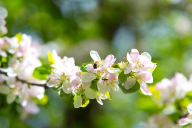 Bahar bahçesinde çiçek açan elma ağacı