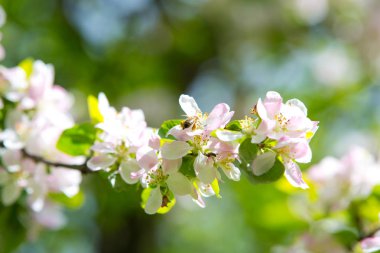 Bahar bahçesinde çiçek açan elma ağacı