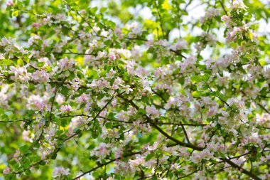 Bahar bahçesinde çiçek açan elma ağacı