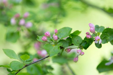 Bahar bahçesinde çiçek açan elma ağacı