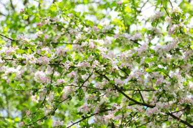 Bahar bahçesinde çiçek açan elma ağacı