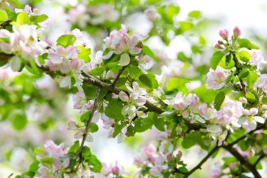 Bahar bahçesinde çiçek açan elma ağacı