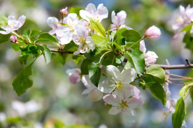 Bahar bahçesinde çiçek açan elma ağacı