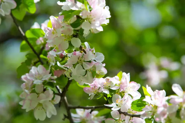 Bahar bahçesinde çiçek açan elma ağacı