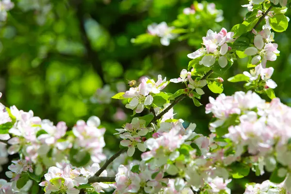 Bahar bahçesinde çiçek açan elma ağacı