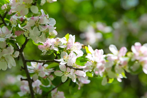 Bahar bahçesinde çiçek açan elma ağacı