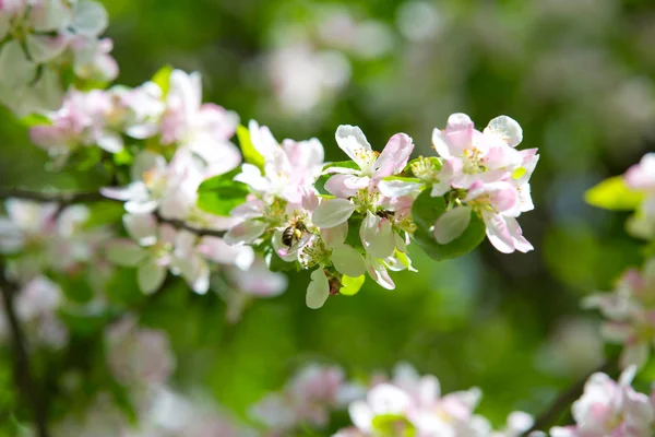 Bahar bahçesinde çiçek açan elma ağacı