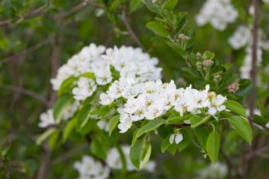 Bahçede meyve ağaçları bahar bloom