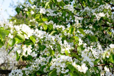 Bahçede meyve ağaçları bahar bloom