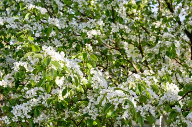 Bahçede meyve ağaçları bahar bloom