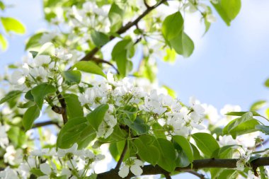 Bahçede meyve ağaçları bahar bloom