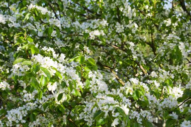 Bahçede meyve ağaçları bahar bloom