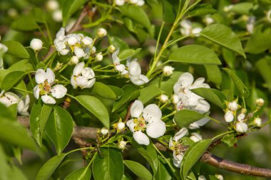 Bahçede meyve ağaçları bahar bloom