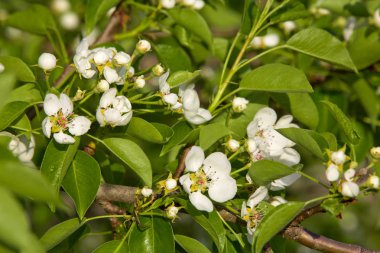 Bahçede meyve ağaçları bahar bloom