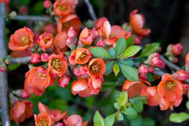 Bahar çiçekli Ayva Bush