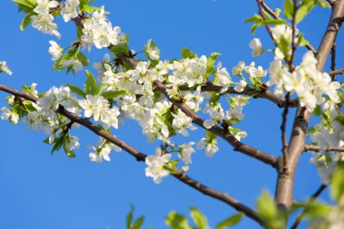 Bahçede meyve ağaçları bahar bloom