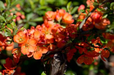 Bahar çiçekli Ayva Bush