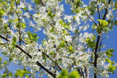 Bahçede meyve ağaçları bahar bloom