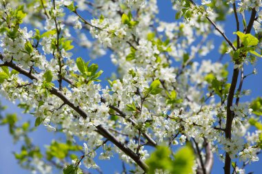 Bahçede meyve ağaçları bahar bloom