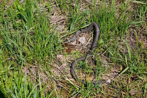 Snake Eats Frog Wild — Stock Photo, Image