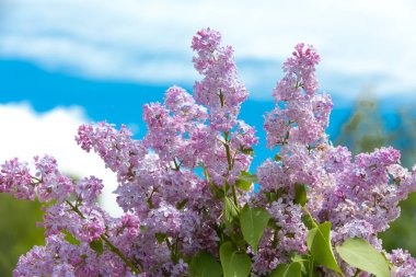 Bahar bahçesinde çiçek açan leylak