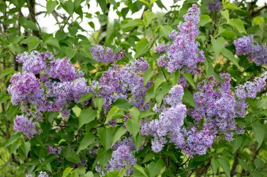 Bahar bahçesinde çiçek açan leylak