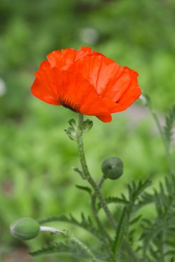 Bir çiçek açması yaz bahçesinde haşhaş çiçekleri