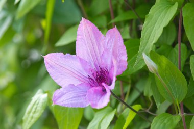 Yeşil Yaz orman ve mavi gökyüzü bulutlu