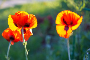 Bir çiçek açması yaz bahçesinde haşhaş çiçekleri