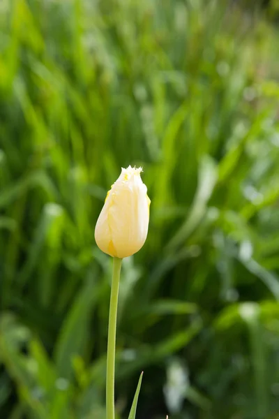 Самотній Тюльпан Весняному Саду — стокове фото