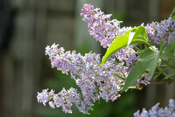 Blooming Lilac Spring Garden — Stock Photo, Image