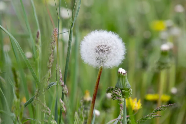 白いビーズ状の種子を持つタンポポ — ストック写真