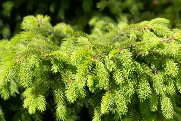 Coniferous tree branch on a Sunny summer day