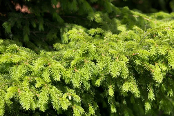 Barrträd Gren Solig Sommardag — Stockfoto