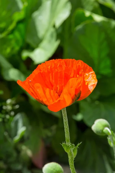 花の咲く夏庭のポピーの花 — ストック写真