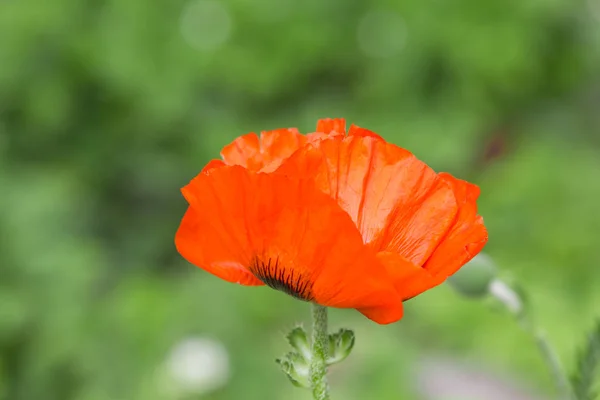 花の咲く夏庭のポピーの花 — ストック写真