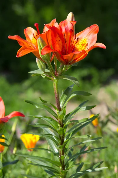 Orange Lilies Flowery Garden — Stock Photo, Image