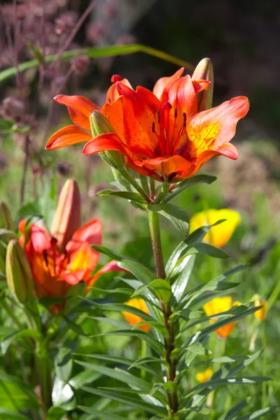 Orange Lilies Flowery Garden — Stock Photo, Image