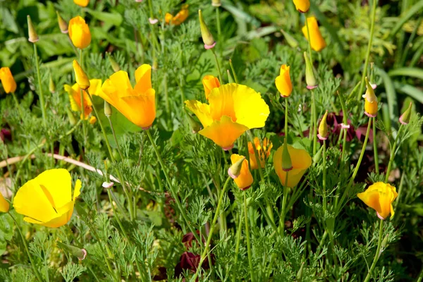 Gul Kalifornisk Vallmo Blommar Sommarträdgården — Stockfoto