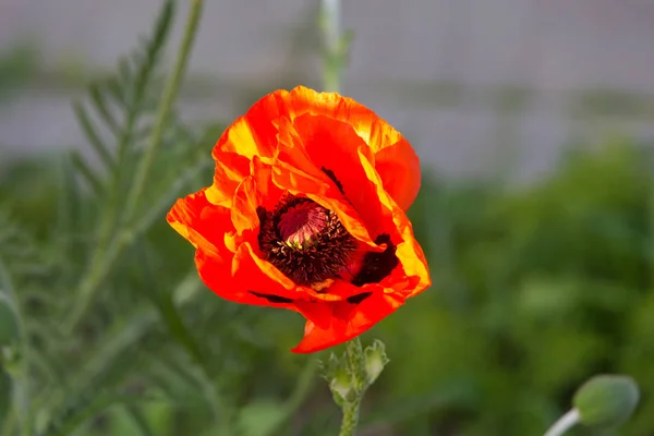 Klaproos Bloemen Een Bloeiende Zomertuin — Stockfoto