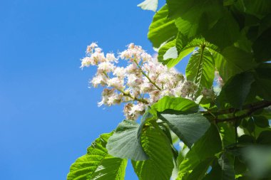Bahar Park'ta çiçek açan kestane ağacı