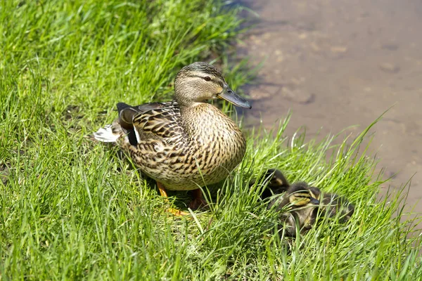 Moeder Eend Eendjes Het Meer — Stockfoto