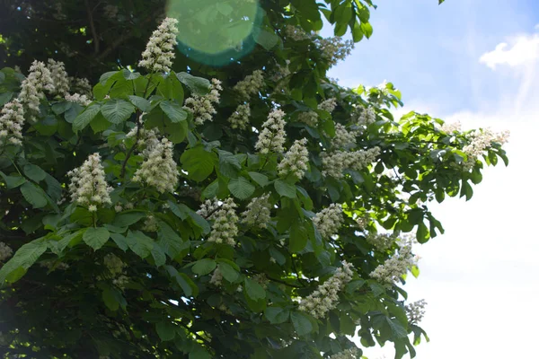 Castagno Fiore Nel Parco Primaverile — Foto Stock