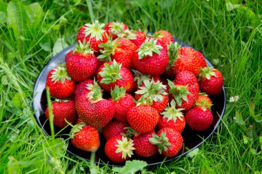 Çilek, yeşil çim tabak