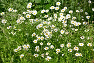 Bir yaz çayır çiçek açan papatyalar