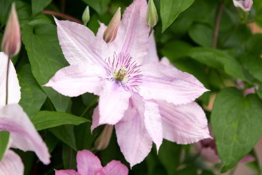 Yaz bahçesinde çiçeklenme akasma 