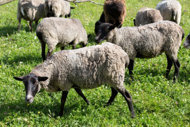 bir arazide koyun sürüsü