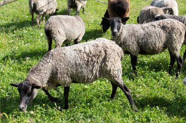 bir arazide koyun sürüsü