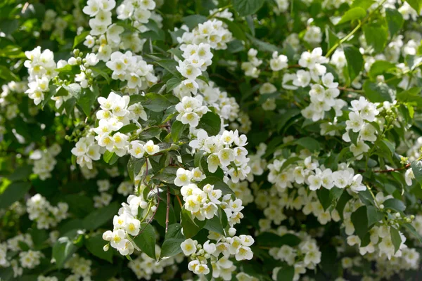 Kwitnący Jaśmin Ogrodzie — Zdjęcie stockowe