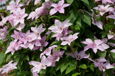 Yaz bahçesinde çiçeklenme akasma